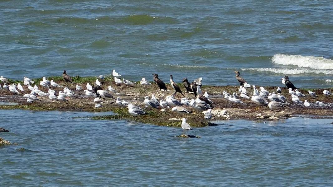 Eğirdir Gölü'nün bölünmesine 1 kilometre kaldı! Binlerce ölü su salyangozu karaya vurdu 6